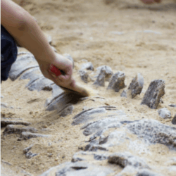 Dino-Opgraving