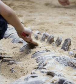 Dino-Opgraving